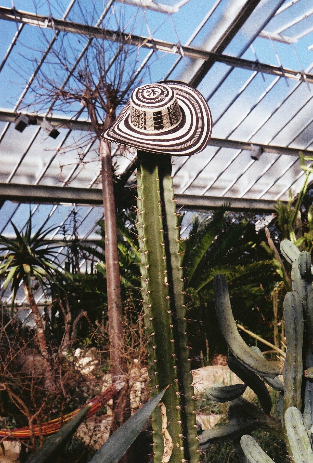Sombrero vueltiao resting on a cactus