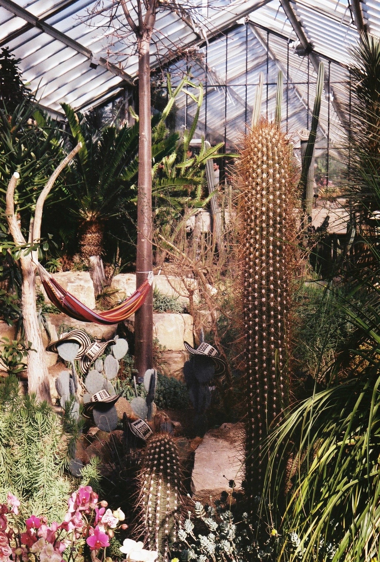 Glasshouse with cacti and hammock