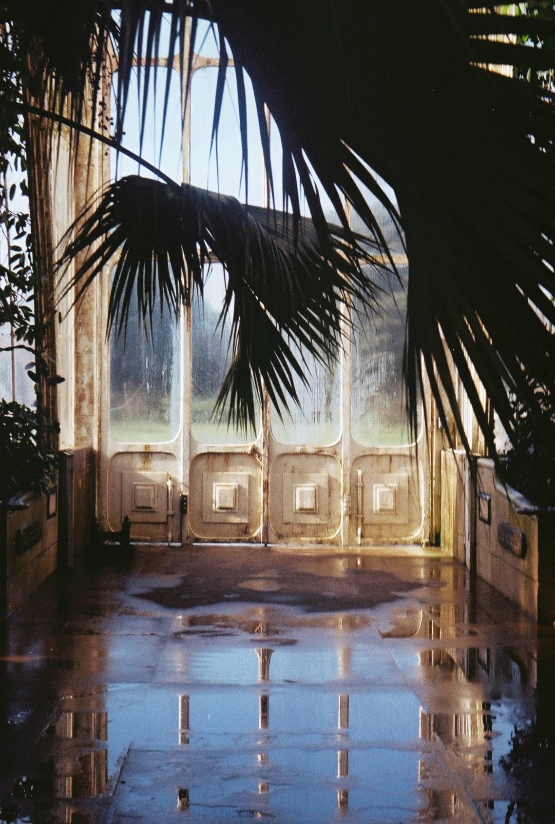 Palm House interior after the rain
